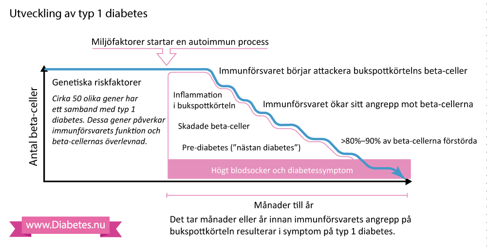 Denna bilden visar hur antalet beta-celler gradvis blir färre allteftersom beta-cellerna förstörs av immunförsvaret. När man förlorat cirka 90% av sina beta-celler så har man för lite insulin för att kunna ha normalt blodsocker. Då stiger blodsockret och man får symptom på diabetes.