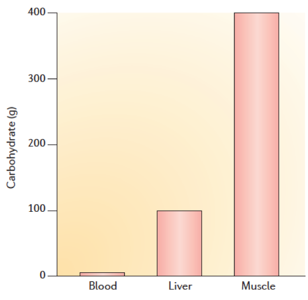 En schematisk bild som visar fördelning av kolhydrater i kroppen. Kolhydraterna är fördelade mellan 400g glykogen i muskel, 100g glykogen i levern och 3g glukos i blodcirkulationen. De glykogen som finns i muskeln är däremot inte tillgängligt för kroppens metabolism. Källa: Godfrey R et al. Skeletal muscle disorders of glycogenolysis and glycolysis. Nature reviews.