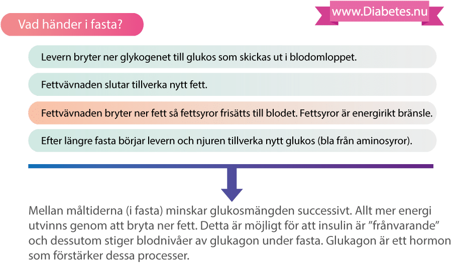 Mellan måltiderna och undrer fasta så sjunker nivån av insulin i blodet. Detta leder till att levern bryter ner glykogen till glukos (socker) och detta glukoset skickas ut till kroppen. Fettvävnaden slutar tillverka fett och istället börjar de brytar ner fett, som då kan användas som bränsle i kroppen.