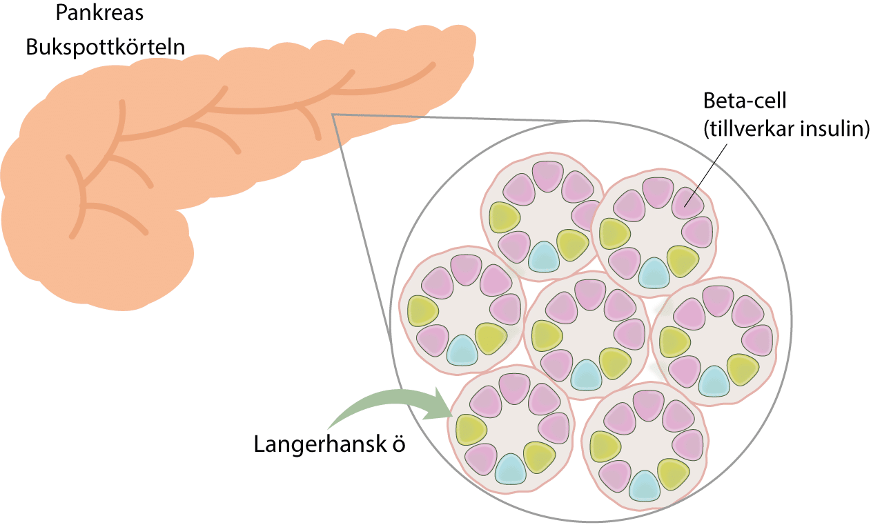 I bukspottkorteln (pankreas) finns små enheter som kallas Langerhans öar. Dessa öar består av grupper av celler, varav en cell kallas "beta cell". Beta-cellerna tillverka insulin som de frisätter till blodet. Frisättningen av insulin är särskilt uttalad i samband med en måltid. När insulin kommer ut i kroppen så påverkar det framförallt muskler, fett och lever. Dessa tre organ stimuleras av insulin så att de tar upp socker (glukos) som finns i blodet.