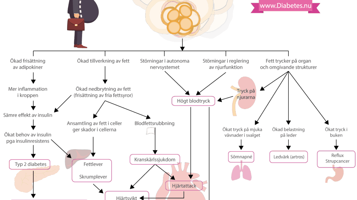 Hur övervikt leder till diabetes, hjärt-kärlsjukdom och cancer