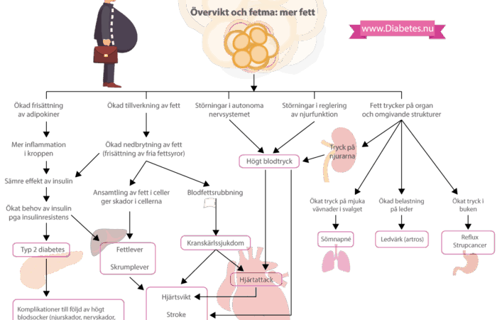Hur övervikt leder till diabetes, hjärt-kärlsjukdom och cancer